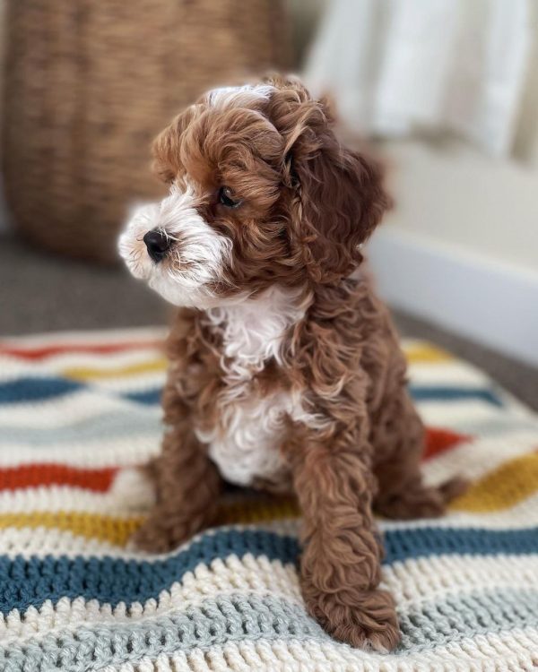 Cavapoo Puppies Near Me For Sale