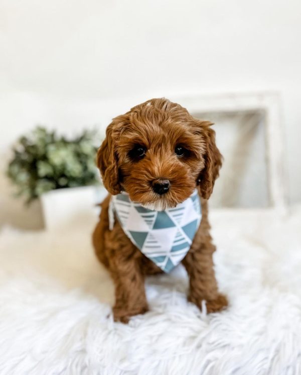 Mini Cavapoo Puppies For Sale