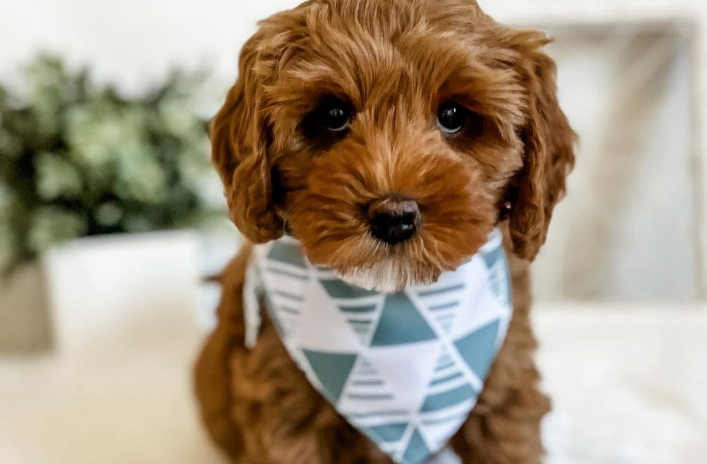 Meet Mikko – Mini Cavapoo Puppies For Sale