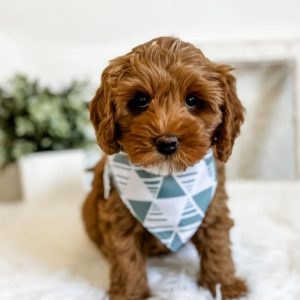 Available Cavapoo Puppies For Sale