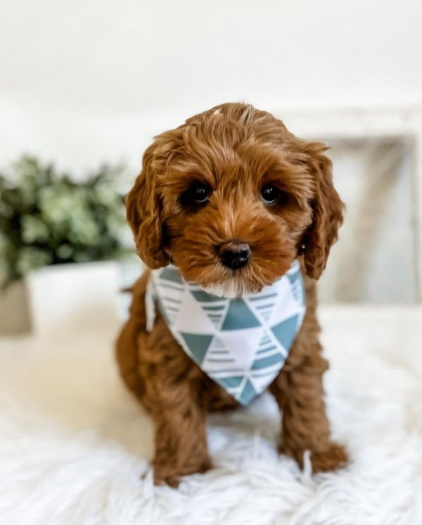 mini cavapoo puppies for sale