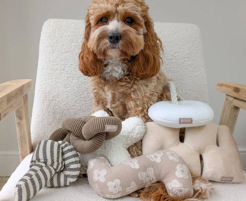 Cavapoo Supplies: 10 Best Toys and Accessories for Cavapoo Puppies