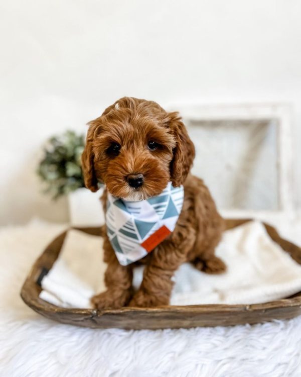 cavapoo