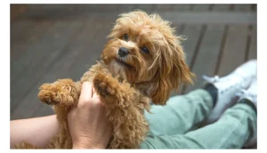 cavapoo size