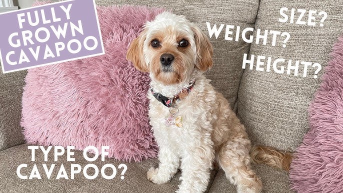 Choosing the Right Cavapoo Size: 8 Key Differences Between Cavapoo, Mini Cavapoo, and Petite Cavapoo for Perfect Match