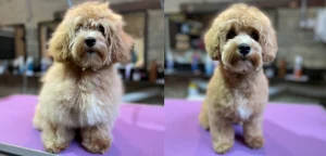 cavapoo puppy care