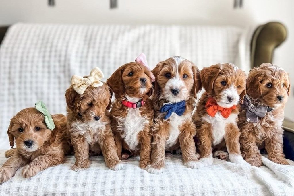 cavapoo puppies for sale 