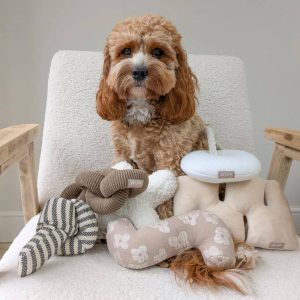 Is a Cavapoo a Good Family Dog?