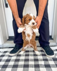 Is a Cavapoo a Good Family Dog?