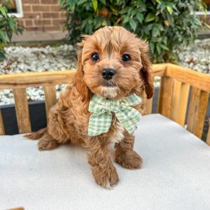 cavapoo size