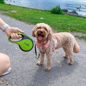 cavapoo size