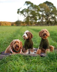 Traveling with a Cavapoo