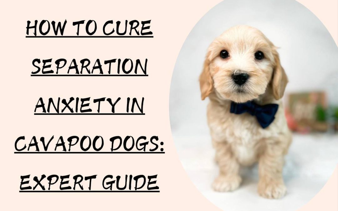 How to Help Your Cavapoo Dog Overcome Separation Anxiety: 10 Effective Comprehensive 7 Guide