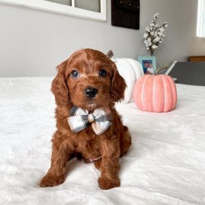 Petite Cavapoo Puppies for Sale