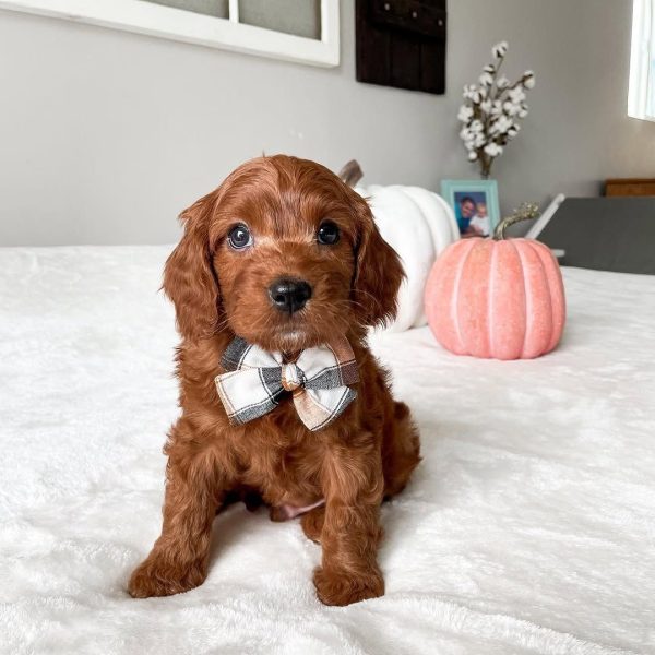 Petite Cavapoo Puppies for Sale