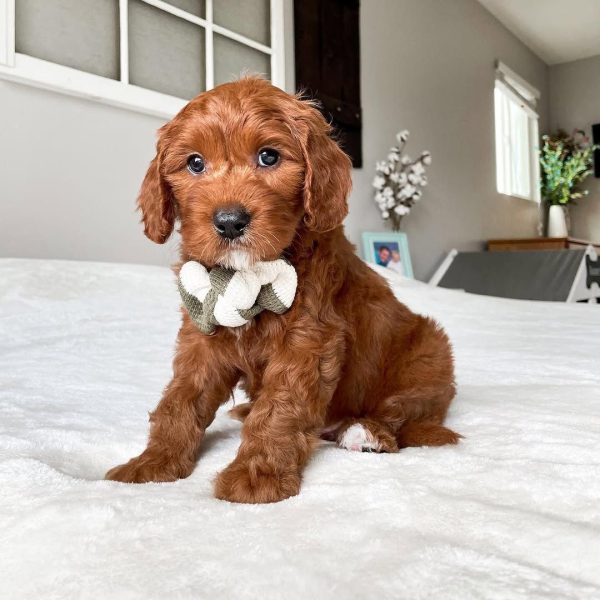 Petite Cavapoo Puppies for Sale