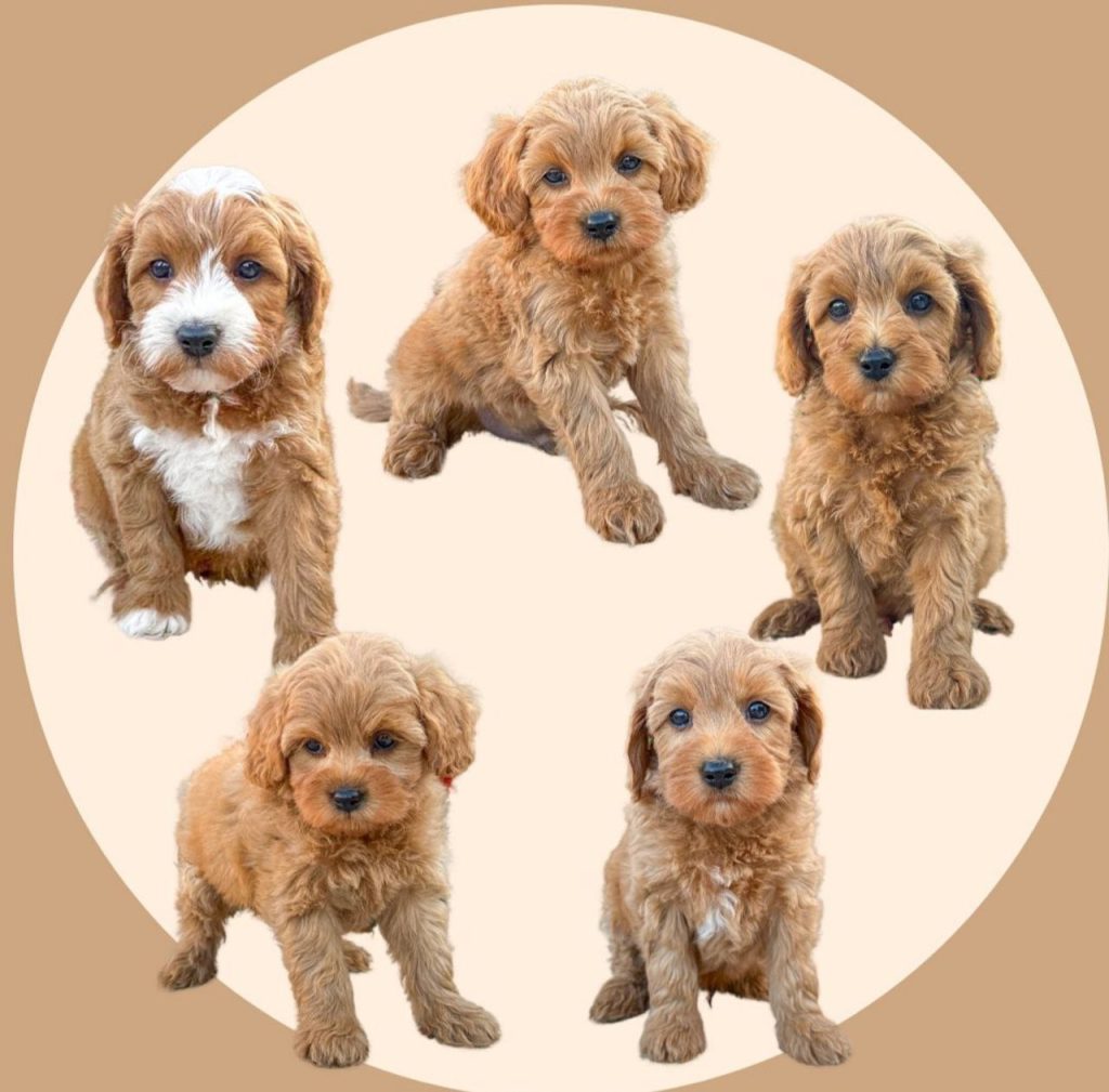 cavapoo puppies for sale