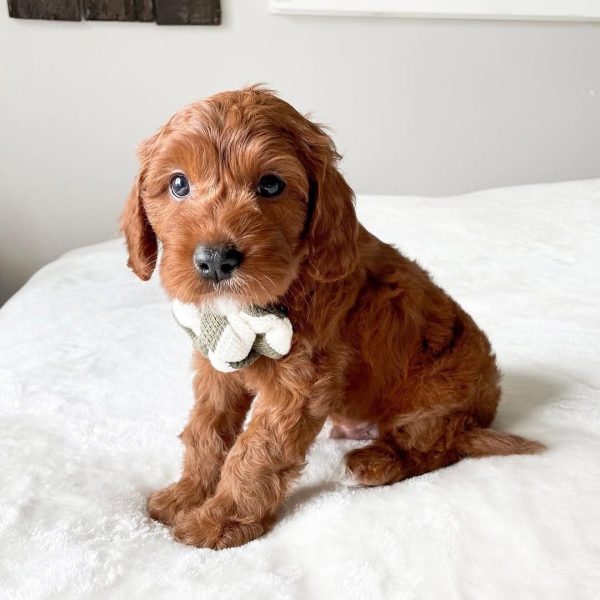 Petite Cavapoo Puppies for Sale