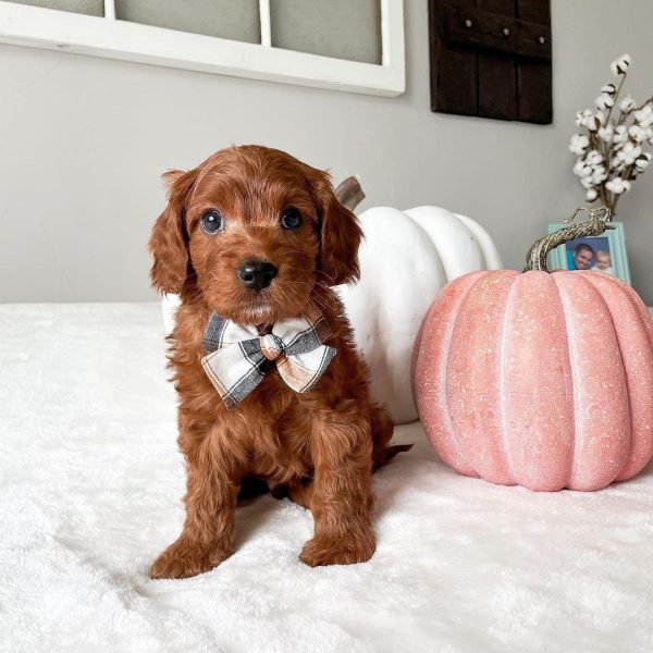 mini cavapoo puppies for sale