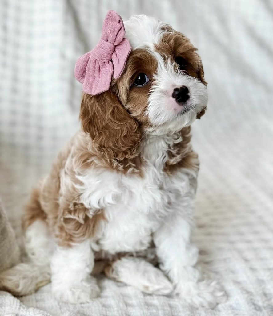 cavapoo puppies for sale